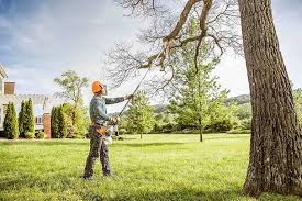 Best Palm Tree Trimming  in Dillon, SC