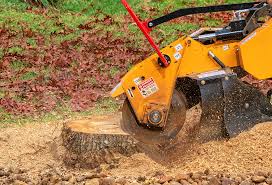 Best Stump Grinding and Removal  in Dillon, SC