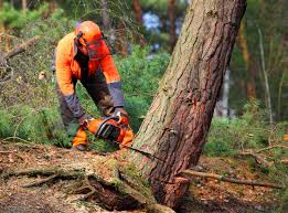 Best Tree Risk Assessment  in Dillon, SC