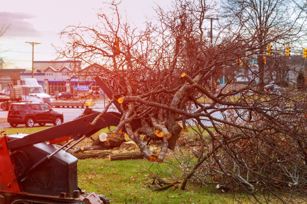 Best Tree Health Inspection  in Dillon, SC