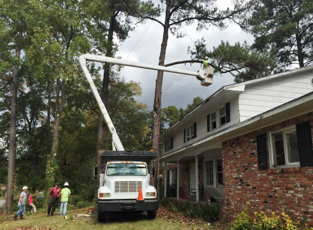 Dillon, SC Tree Care Company
