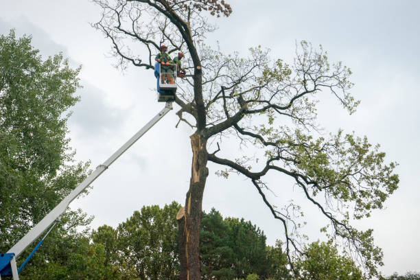 Best Hedge Trimming  in Dillon, SC