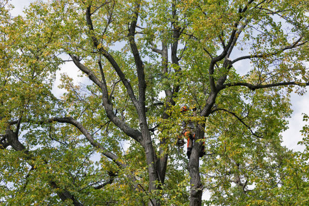Best Tree Mulching  in Dillon, SC